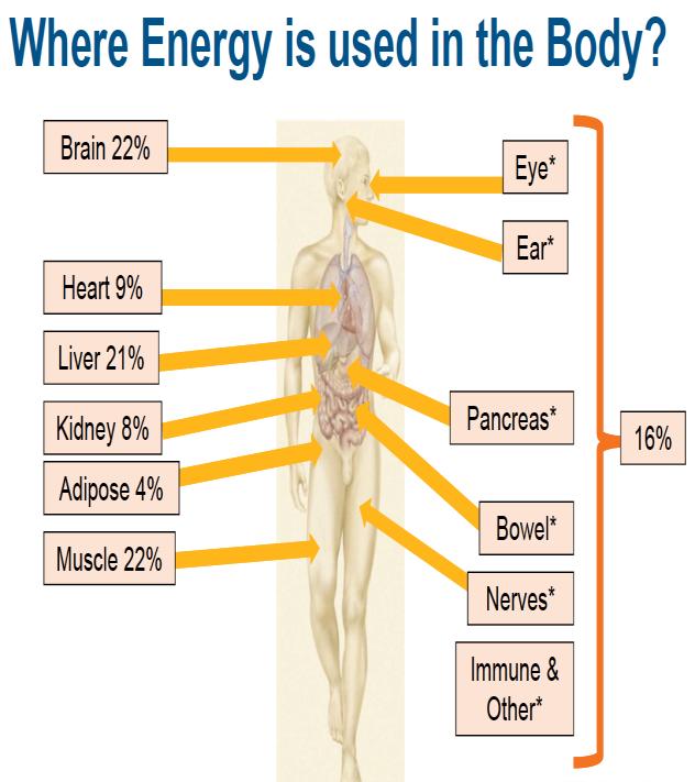 diagram showing what parts of the body use the most energy